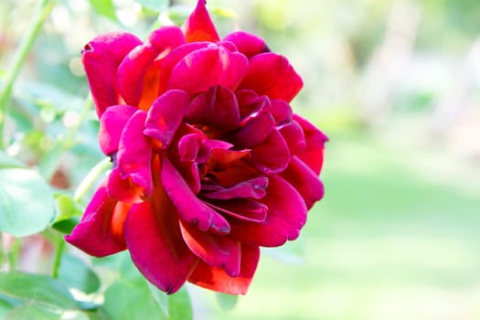 Rose flower red color nature beautiful flowers from the garden for valentines in garden with copy space in Valentine's Day, Wedding or Romantic Love Valentine concept