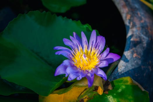 Lotus flower (Lotus, Water-lily, Tropical water-lily or Nymphaea nouchali) white and purple color, Naturally beautiful flowers in the garden