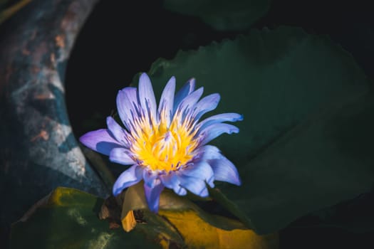 Lotus flower (Lotus, Water-lily, Tropical water-lily or Nymphaea nouchali) white and purple color, Naturally beautiful flowers in the garden