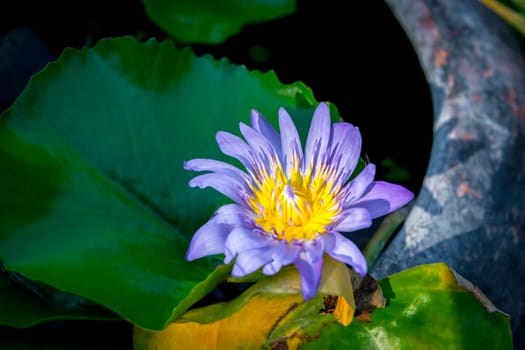 Lotus flower (Lotus, Water-lily, Tropical water-lily or Nymphaea nouchali) white and purple color, Naturally beautiful flowers in the garden