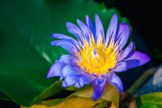 Lotus flower (Lotus, Water-lily, Tropical water-lily or Nymphaea nouchali) white and purple color, Naturally beautiful flowers in the garden