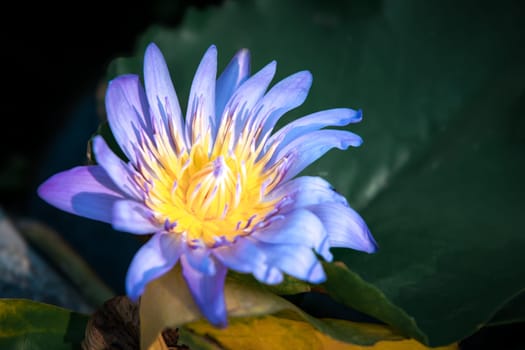 Lotus flower (Lotus, Water-lily, Tropical water-lily or Nymphaea nouchali) white and purple color, Naturally beautiful flowers in the garden