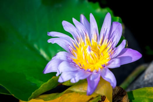 Lotus flower (Lotus, Water-lily, Tropical water-lily or Nymphaea nouchali) white and purple color, Naturally beautiful flowers in the garden