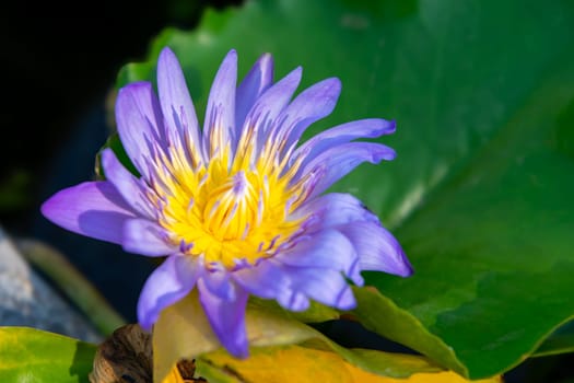 Lotus flower (Lotus, Water-lily, Tropical water-lily or Nymphaea nouchali) white and purple color, Naturally beautiful flowers in the garden