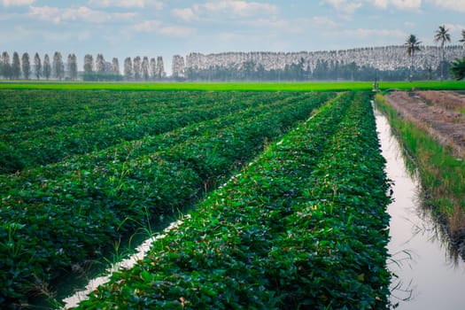 Nature of sweet potatoes plantation or yam farming on rural land green color lush growing is a agriculture in asia