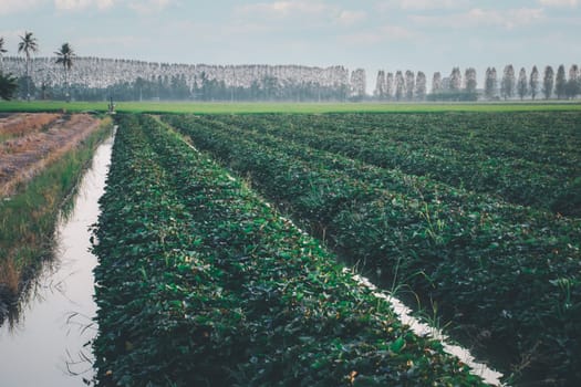 Nature of sweet potatoes plantation or yam farming on rural land green color lush growing is a agriculture in asia