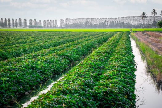 Nature of sweet potatoes plantation or yam farming on rural land green color lush growing is a agriculture in asia