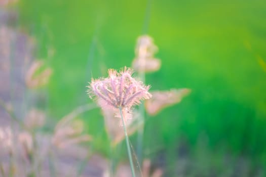 Silhouette landscape of nature grass field and flower of grass on meadow garden field green color lush with sunlight (sunset or sunshine) in countryside or park