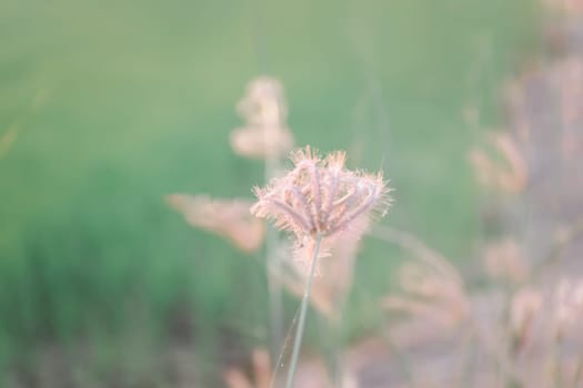 Silhouette landscape of nature grass field and flower of grass on meadow garden field green color lush with sunlight (sunset or sunshine) in countryside or park