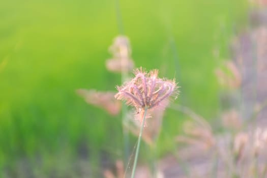 Silhouette landscape of nature grass field and flower of grass on meadow garden field green color lush with sunlight (sunset or sunshine) in countryside or park