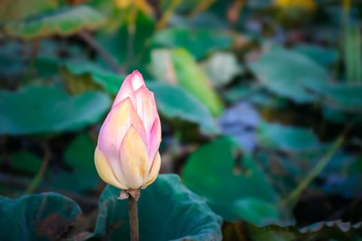 Lotus flower (Lotus or Nelumbo) purple, violet, white and pink color, Naturally beautiful flowers in the garden