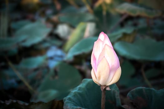 Lotus flower (Lotus or Nelumbo) purple, violet, white and pink color, Naturally beautiful flowers in the garden