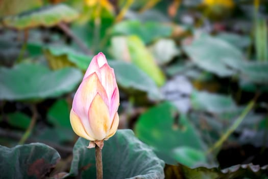 Lotus flower (Lotus or Nelumbo) purple, violet, white and pink color, Naturally beautiful flowers in the garden