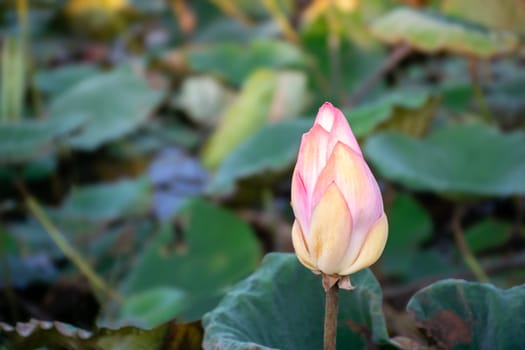 Lotus flower (Lotus or Nelumbo) purple, violet, white and pink color, Naturally beautiful flowers in the garden