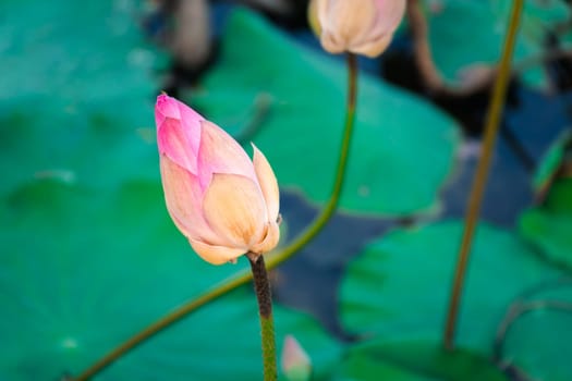 Lotus flower (Lotus or Nelumbo) purple, violet, white and pink color, Naturally beautiful flowers in the garden