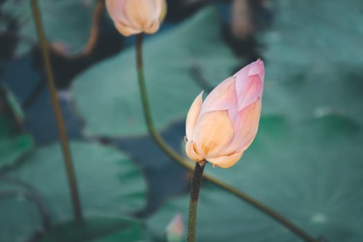 Lotus flower (Lotus or Nelumbo) purple, violet, white and pink color, Naturally beautiful flowers in the garden