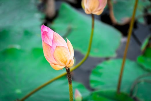 Lotus flower (Lotus or Nelumbo) purple, violet, white and pink color, Naturally beautiful flowers in the garden