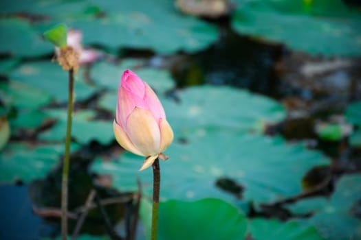 Lotus flower (Lotus or Nelumbo) purple, violet, white and pink color, Naturally beautiful flowers in the garden
