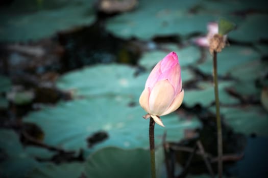 Lotus flower (Lotus or Nelumbo) purple, violet, white and pink color, Naturally beautiful flowers in the garden