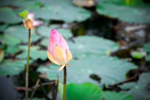 Lotus flower (Lotus or Nelumbo) purple, violet, white and pink color, Naturally beautiful flowers in the garden