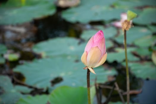 Lotus flower (Lotus or Nelumbo) purple, violet, white and pink color, Naturally beautiful flowers in the garden