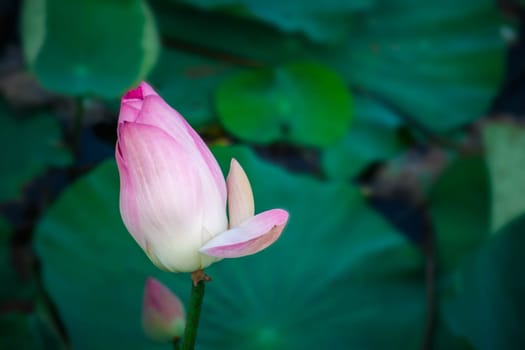 Lotus flower (Lotus or Nelumbo) purple, violet, white and pink color, Naturally beautiful flowers in the garden