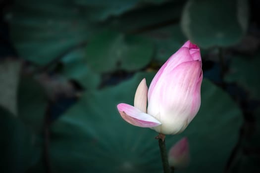 Lotus flower (Lotus or Nelumbo) purple, violet, white and pink color, Naturally beautiful flowers in the garden