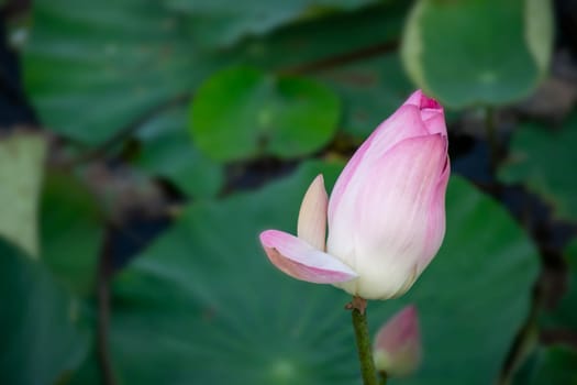 Lotus flower (Lotus or Nelumbo) purple, violet, white and pink color, Naturally beautiful flowers in the garden