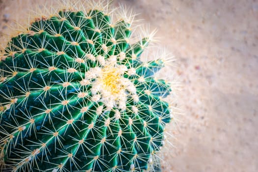 Cactus (Gymno ,Gymnocalycium) and Cactus flowers in cactus garden many size and colors popular use for decorative in house or flower shop