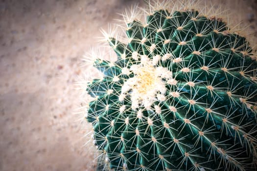 Cactus (Gymno ,Gymnocalycium) and Cactus flowers in cactus garden many size and colors popular use for decorative in house or flower shop