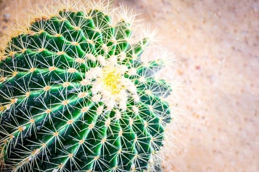 Cactus (Gymno ,Gymnocalycium) and Cactus flowers in cactus garden many size and colors popular use for decorative in house or flower shop