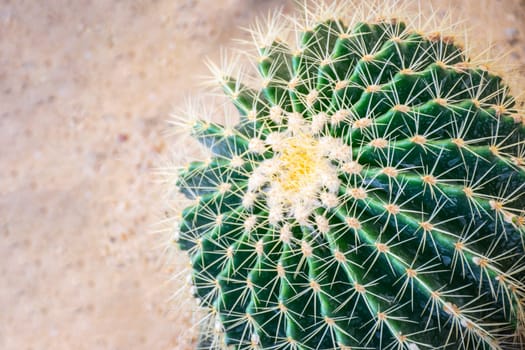 Cactus (Gymno ,Gymnocalycium) and Cactus flowers in cactus garden many size and colors popular use for decorative in house or flower shop