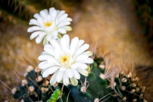 Cactus (Gymno ,Gymnocalycium) and Cactus flowers in cactus garden many size and colors popular use for decorative in house or flower shop