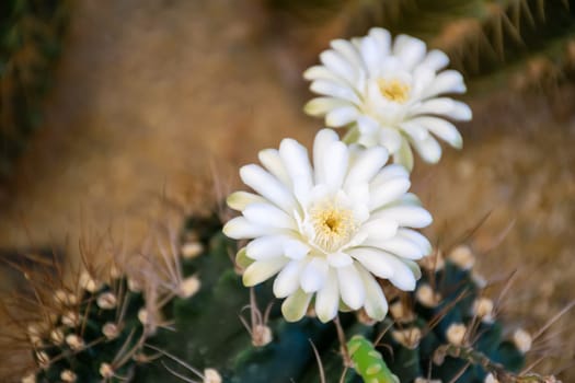 Cactus (Gymno ,Gymnocalycium) and Cactus flowers in cactus garden many size and colors popular use for decorative in house or flower shop