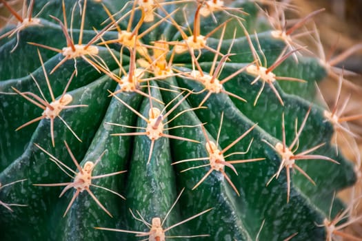 Cactus (Gymno ,Gymnocalycium) and Cactus flowers in cactus garden many size and colors popular use for decorative in house or flower shop