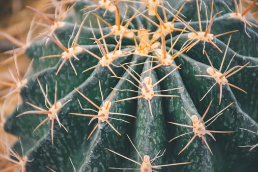 Cactus (Gymno ,Gymnocalycium) and Cactus flowers in cactus garden many size and colors popular use for decorative in house or flower shop