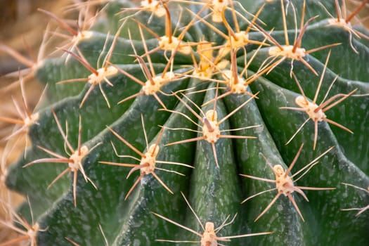 Cactus (Gymno ,Gymnocalycium) and Cactus flowers in cactus garden many size and colors popular use for decorative in house or flower shop