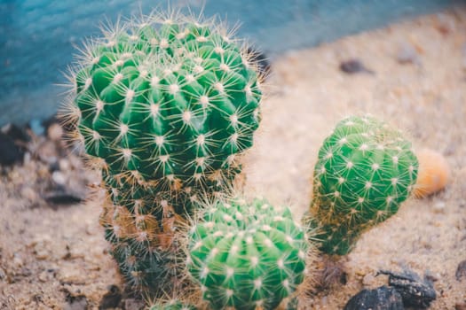 Cactus (Gymno ,Gymnocalycium) and Cactus flowers in cactus garden many size and colors popular use for decorative in house or flower shop