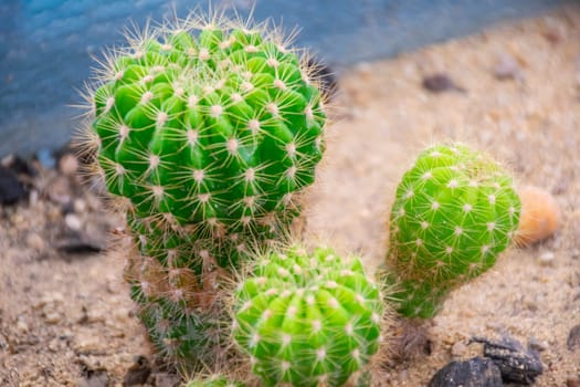 Cactus (Gymno ,Gymnocalycium) and Cactus flowers in cactus garden many size and colors popular use for decorative in house or flower shop