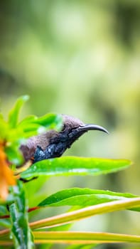 Bird (Olive-backed sunbird, Yellow-bellied sunbird) male yellow color perched on a tree in a nature wild