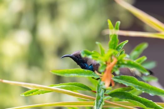 Bird (Olive-backed sunbird, Yellow-bellied sunbird) male yellow color perched on a tree in a nature wild