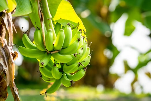 Greenery background, green color of nature plant and leaf environment greenery concept (Banana)