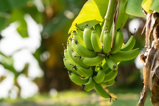 Greenery background, green color of nature plant and leaf environment greenery concept (Banana)