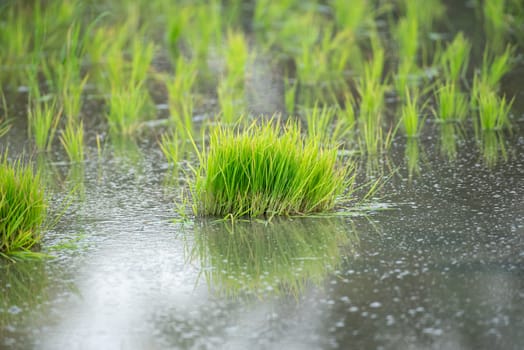 Landscape nature of rice field on rice paddy green color lush growing is a agriculture in asia