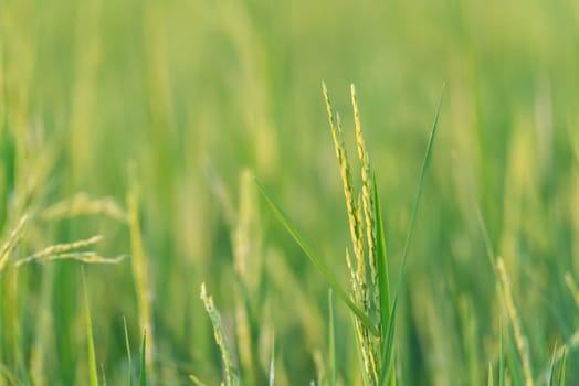 Landscape nature of rice field on rice paddy green color lush growing is a agriculture in asia