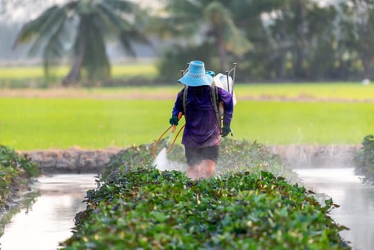 Nature of sweet potatoes plantation or yam farming on rural land green color lush growing is a agriculture in asia