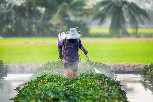 Nature of sweet potatoes plantation or yam farming on rural land green color lush growing is a agriculture in asia