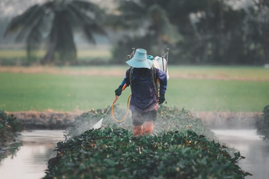 Nature of sweet potatoes plantation or yam farming on rural land green color lush growing is a agriculture in asia