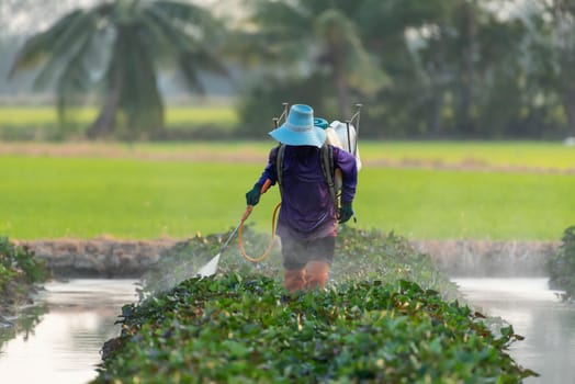 Nature of sweet potatoes plantation or yam farming on rural land green color lush growing is a agriculture in asia