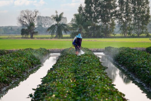 Nature of sweet potatoes plantation or yam farming on rural land green color lush growing is a agriculture in asia